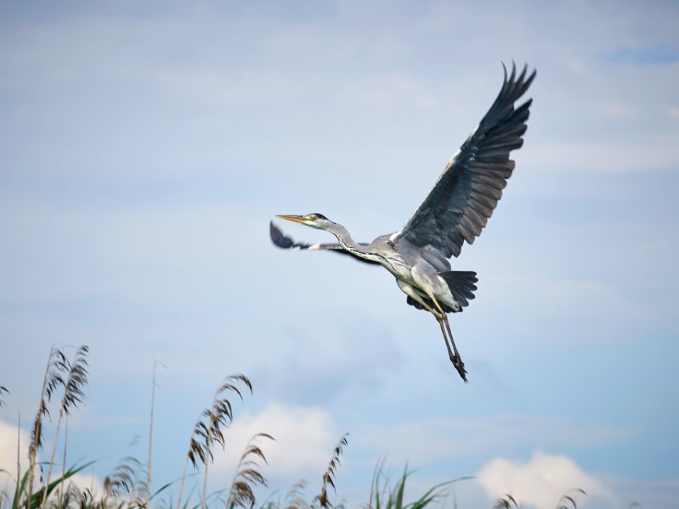Lake constance, Bird, Lake