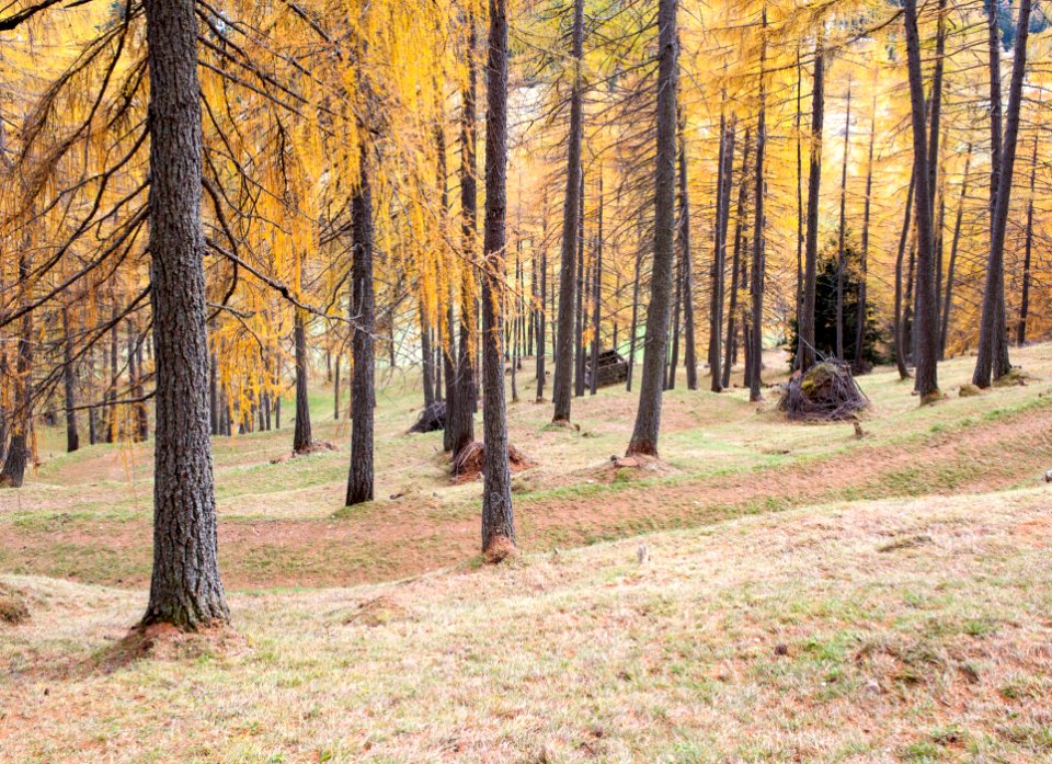 Obernberg talbergang, Austria, Forest
