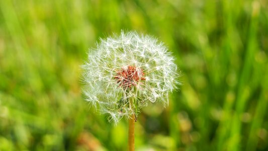 Spring grass wild