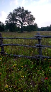 Floresville, United states, Flowers