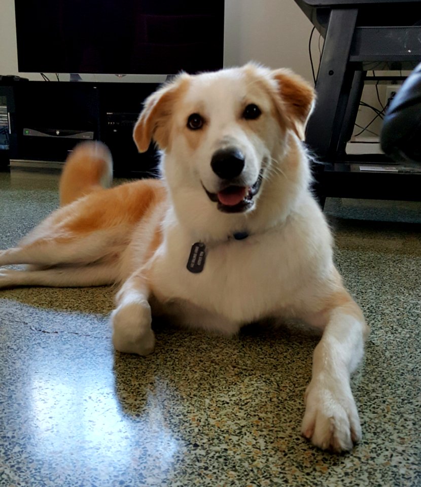 Austin, United states, Dog