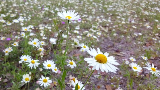 Floresville, United states, Flowers photo