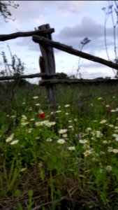 Floresville, United states, Wildflowers