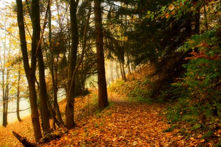 Harz, Deutschl, Tramp photo