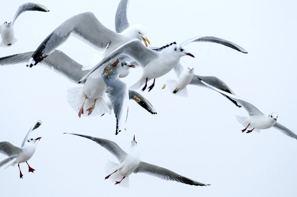 Flight the flight of a bird nature
