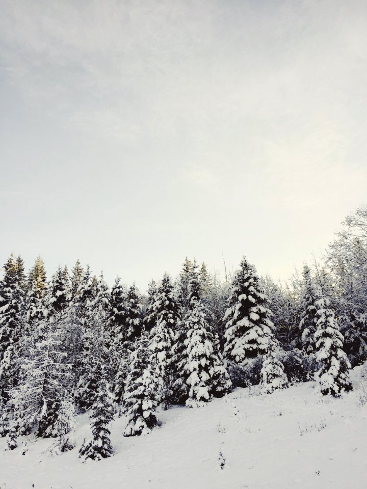 Snowing, Forest, Snow