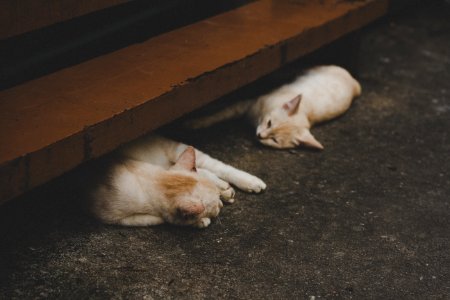 two short-fur orange cats lying on gray surface photo