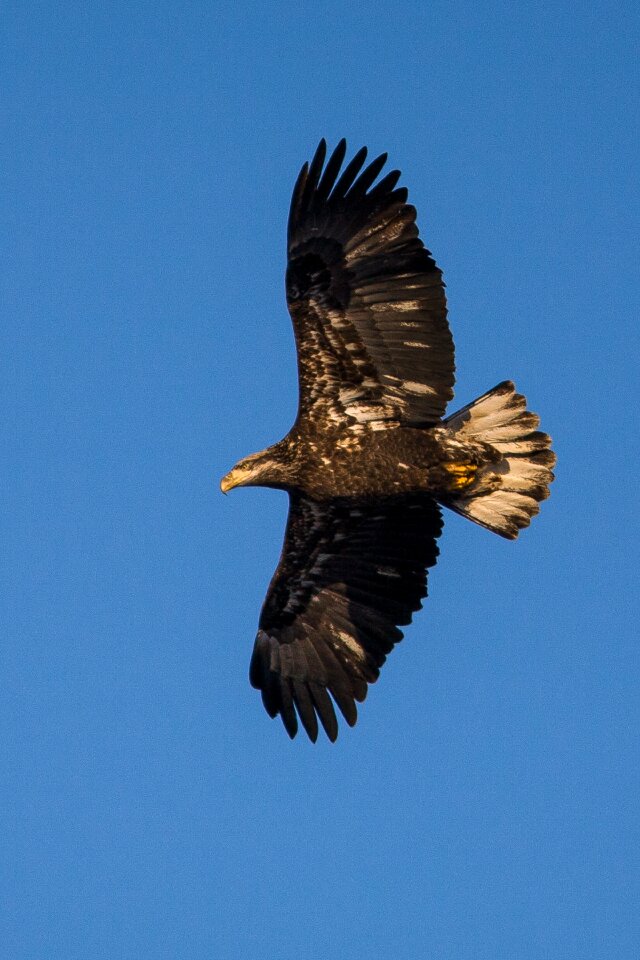 Raptor flying symbol