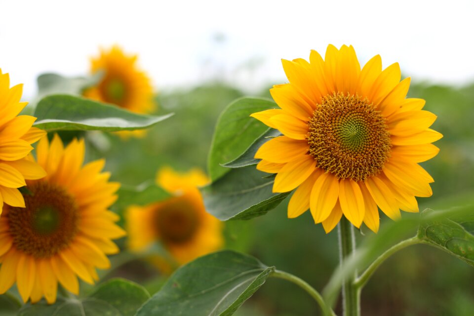 Sunflower flower yellow