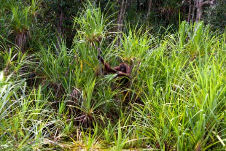 Kalimantan, Animal, Outdoors