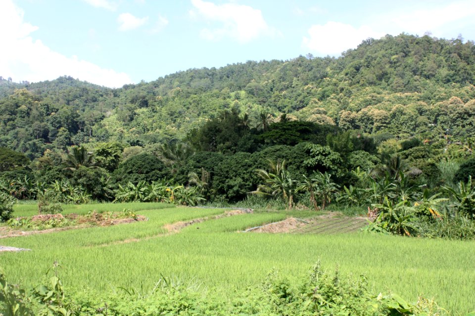 Thail, Chiang mai, Asia