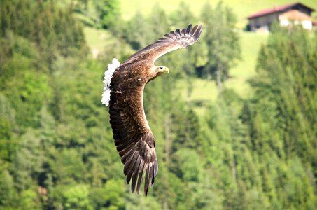 Freiflug flying falconry photo
