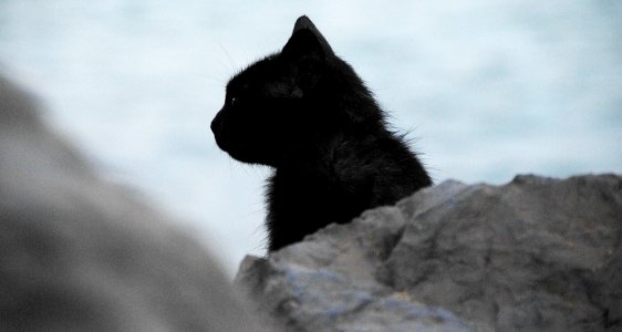 black cat behind stone photo