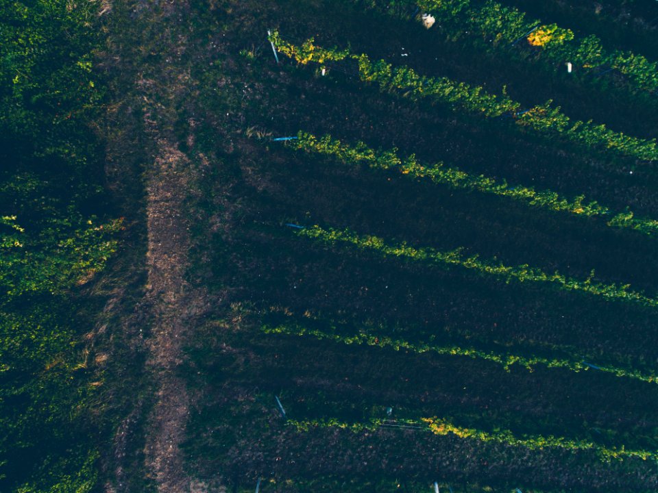 Autumn, Phantom, Drone