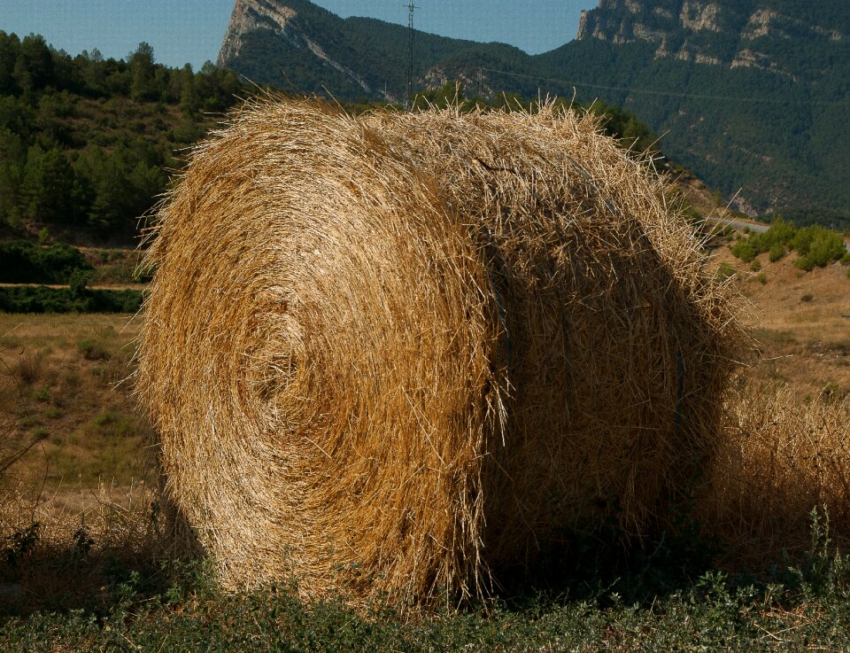 Livestock forage breeding