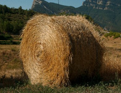 Livestock forage breeding