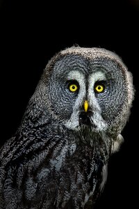 Night owl animal creative