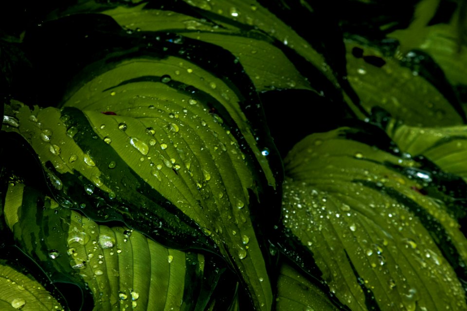 Kubota garden, Seattle, United states