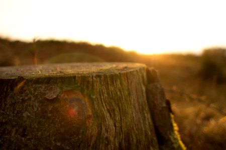 close up photography of tree trunk photo