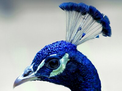 Plume blue beak photo