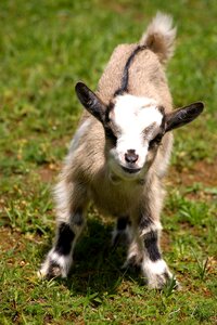 Domestic goat cute livestock