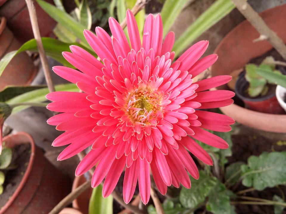 Nature plant pink flower