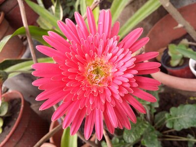 Nature plant pink flower