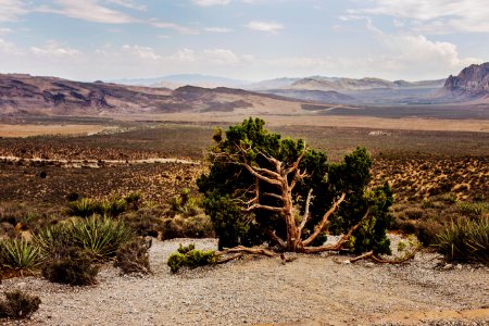 green leaf trees on dessert during daytime photo