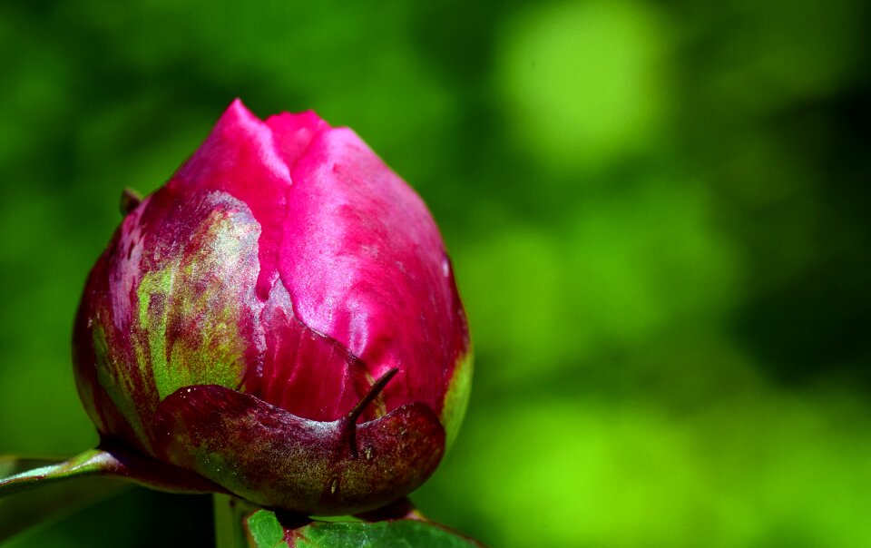 Nature pink blossom