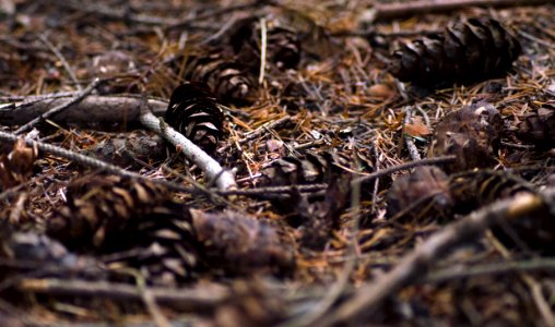 Forest of dean district, United kingdom, Pine cone photo