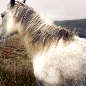 Horse, Animal, White photo