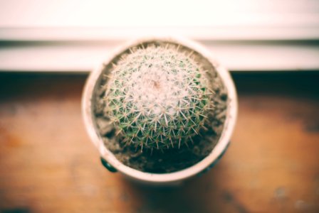 ball cactus photography near window photo