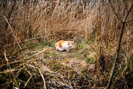 adult orange tabby cat surrounded by dried plants photo