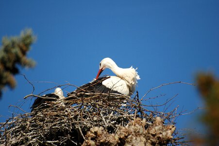 Stork nest bird