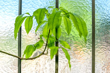 green leafed plant in front of glass wall photo