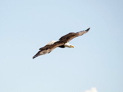 Falconry bird flying