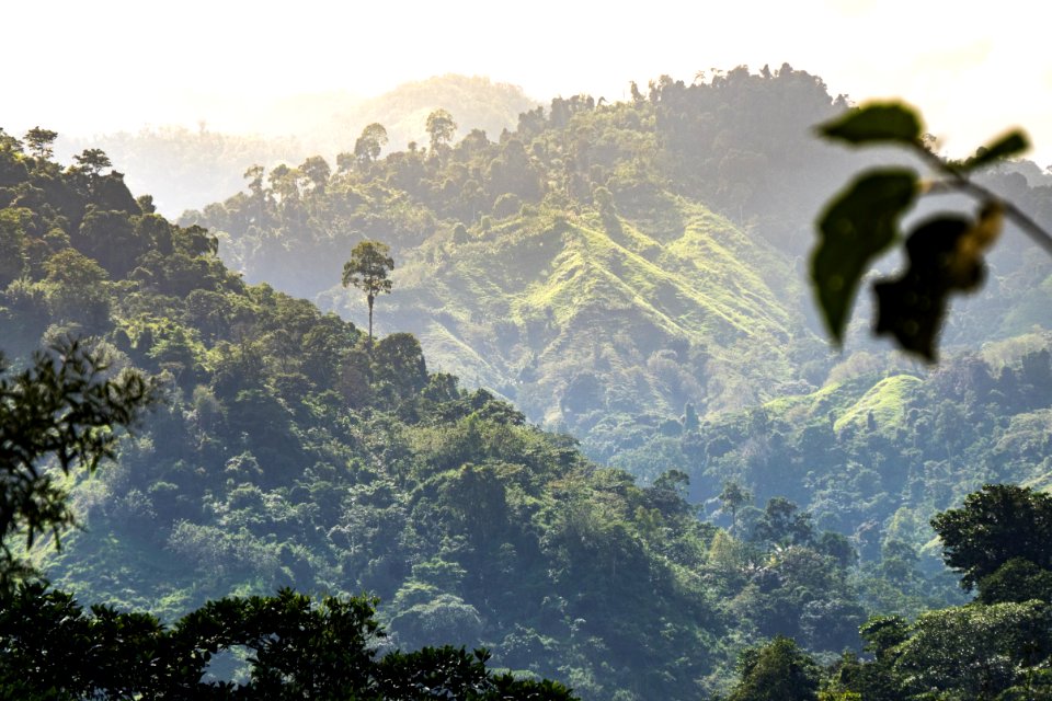 Machete pelao, Colombia, Thegreatoutdoors