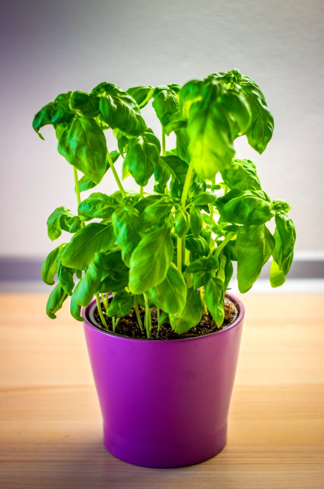 Green, Food, Plant
