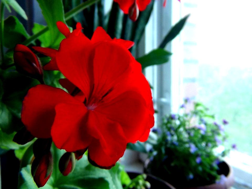 Novosibirsk, Russia, Macro