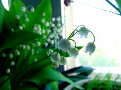 Novosibirsk, Russia, Summer