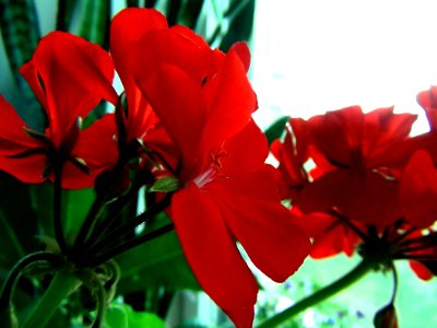 Novosibirsk, Russia, Macro