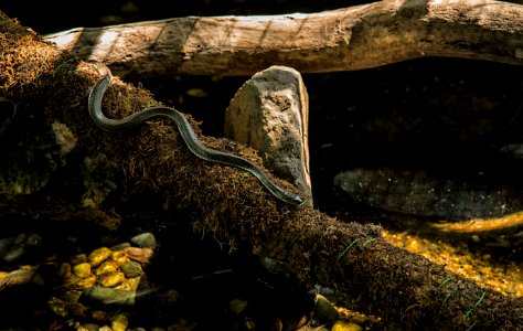 Katraj snake park lake, Pune, India
