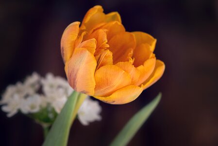 Bloom orange orange flower