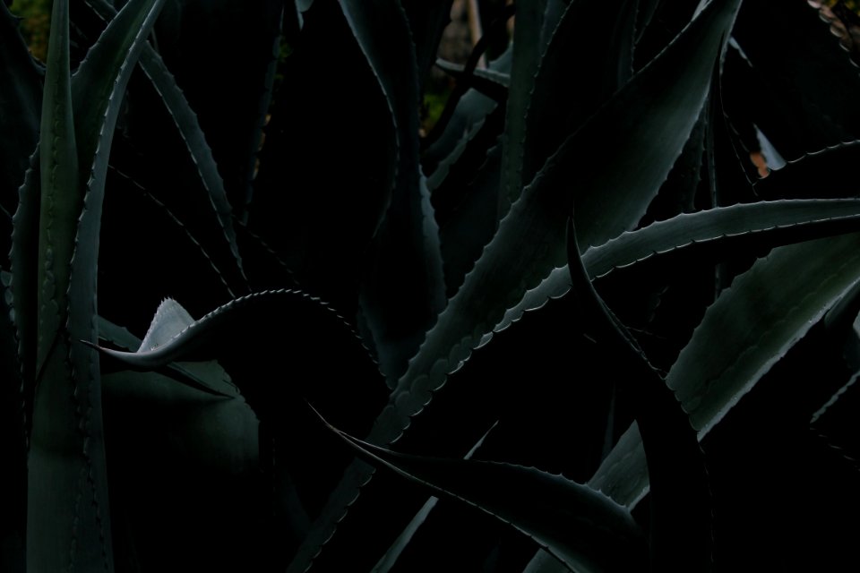 closeup photo of Aloe vera plant