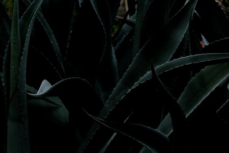 closeup photo of Aloe vera plant