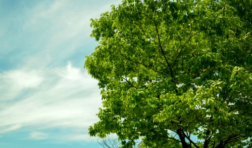 Sky, Tree