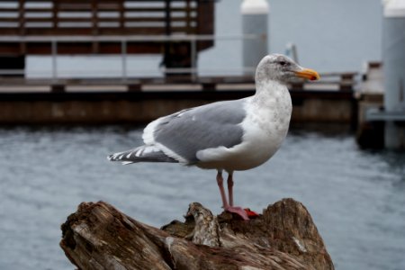 Seattle, United states, Sea bird