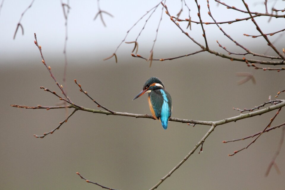 Kingfisher bird flying jewel