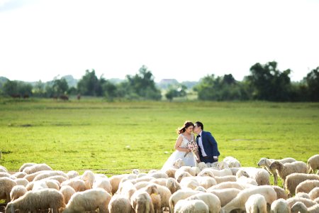couple in their wedding attire standing in front of sheep herd at daytime