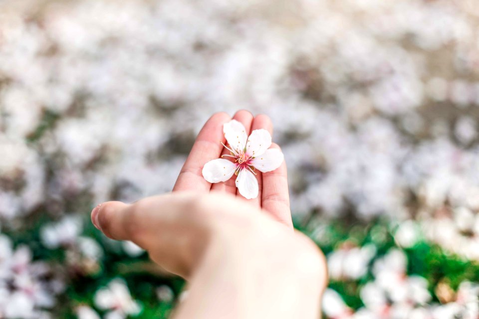 shallow focus photography of white petal flowers on person's hand